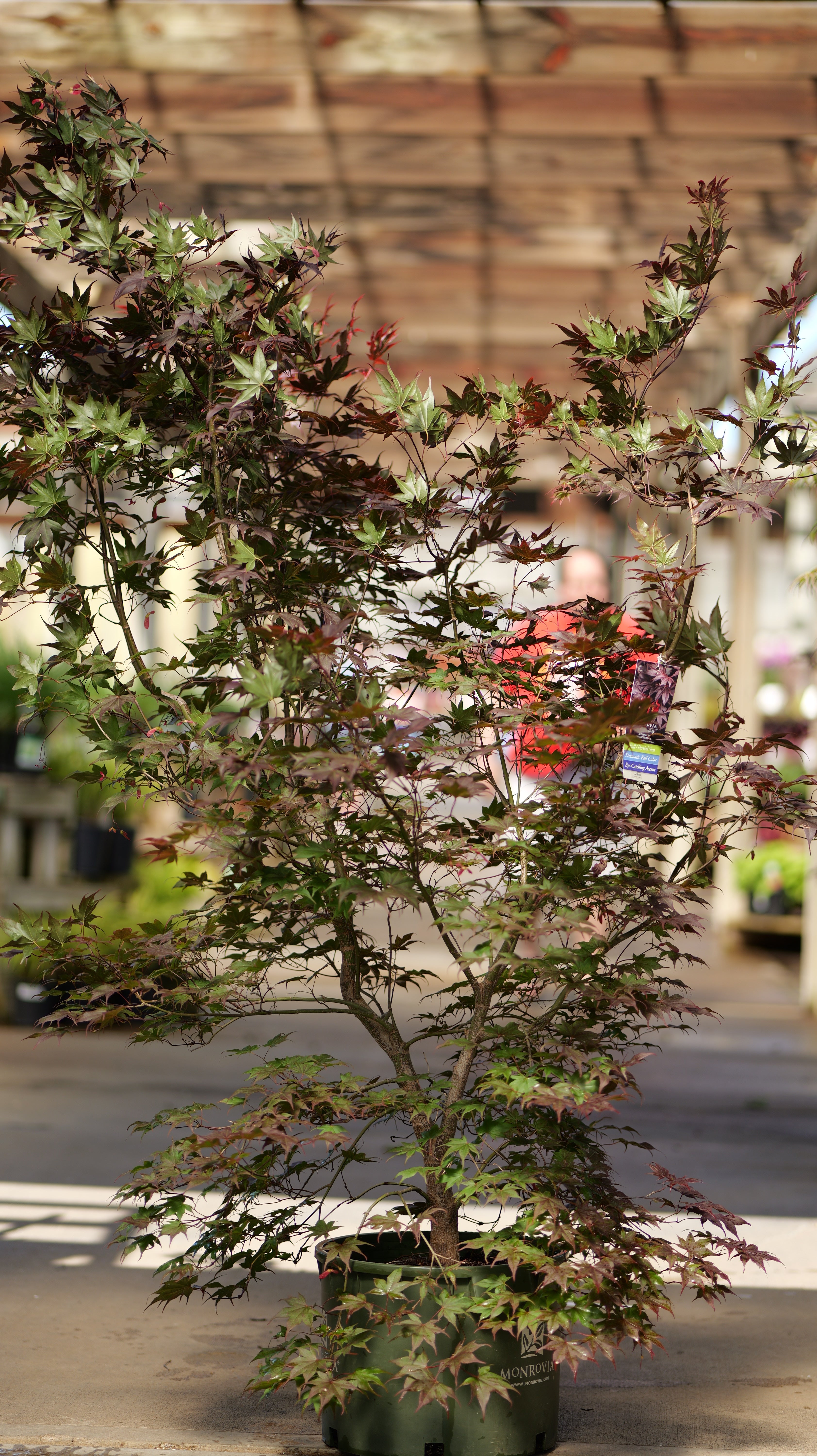 Acer | Bloodgood Japanese Maple | Multi-Stem - 10 Gallon - Berns Garden ...