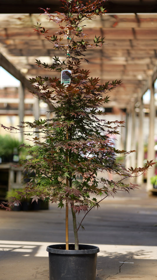Acer | Bloodgood Japanese Maple | Multi-Stem - 15 Gallon 4'