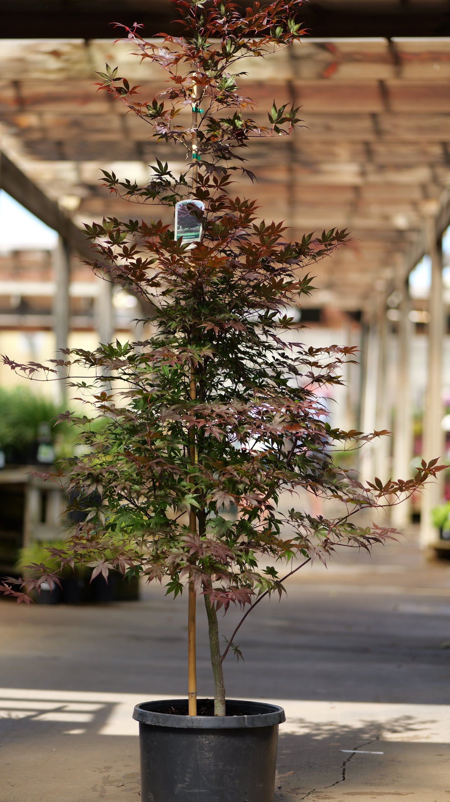 Acer | Bloodgood Japanese Maple | Multi-Stem - 10 Gallon 5'
