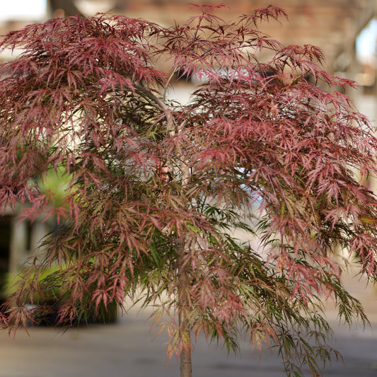 Acer | Tamukeyama Japanese Maple | Low Branched - 7 Gallon