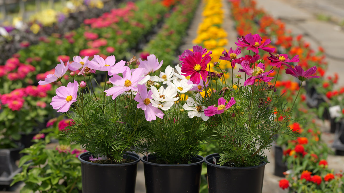 Cosmos | $6 Pollinator Favorites