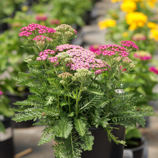 Achillea Pollinator Favorites | Milly Rock - 1 Gallon