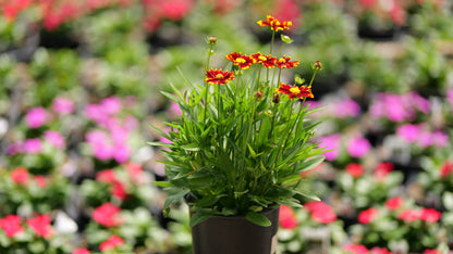 Coreopsis |  $12 Pollinator Favorites