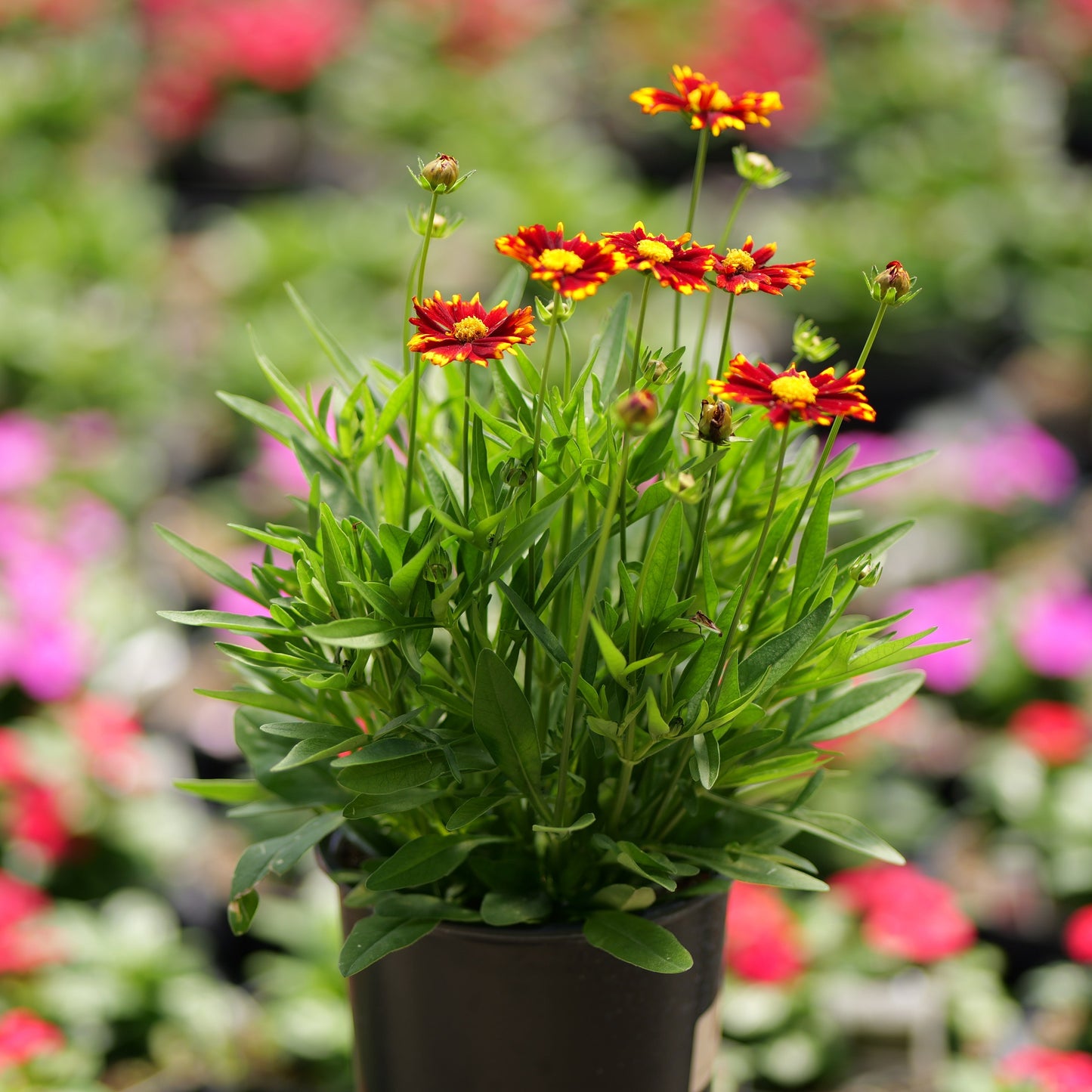 Coreopsis Pollinator Favorites | UpTick - 1 Gallon