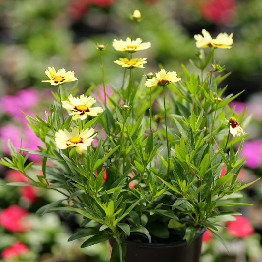 Coreopsis Pollinator Favorites | UpTick - 1 Gallon