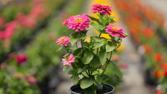 Zinnia Pollinator Favorites | Zesty - 1 Gallon