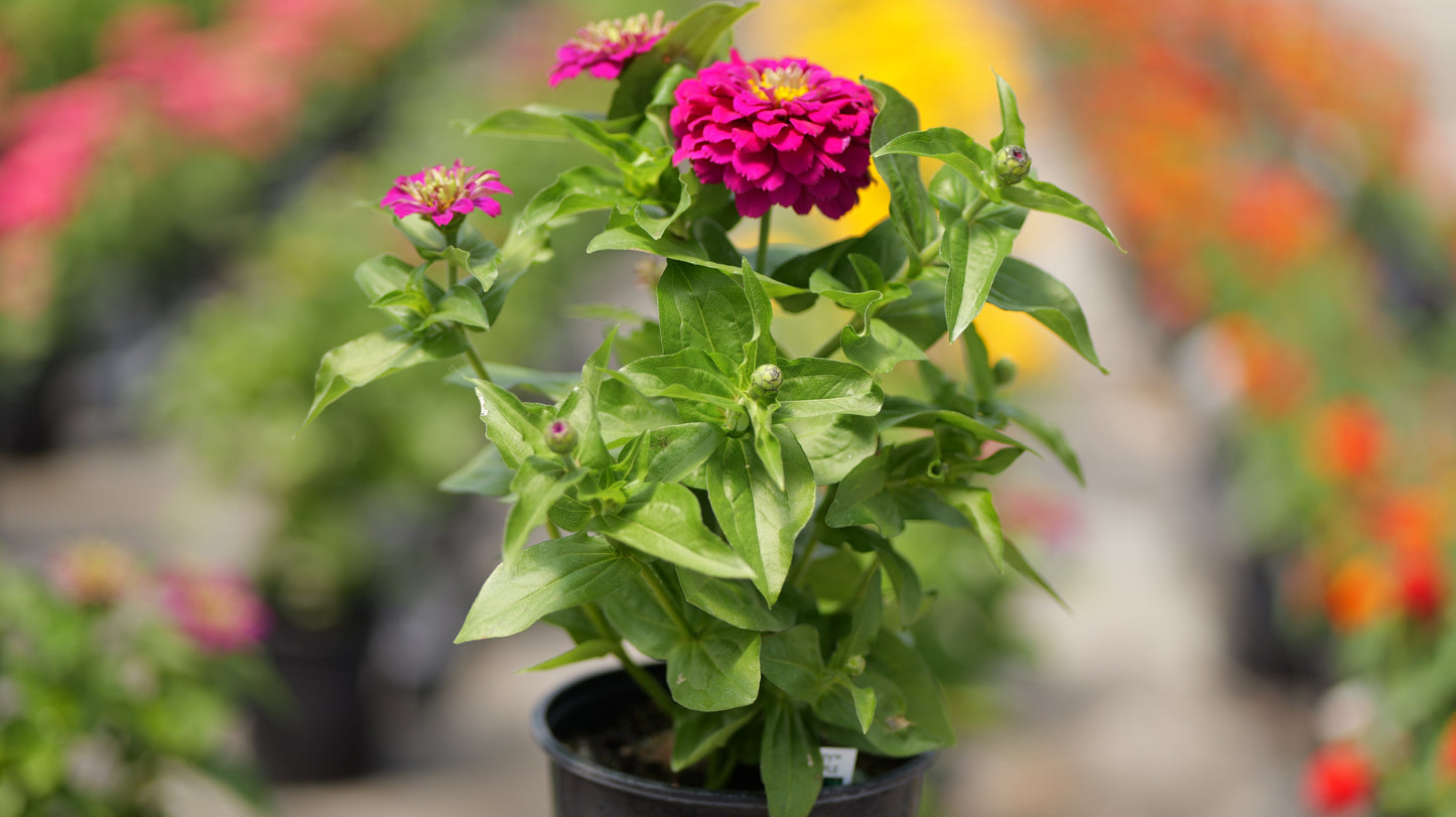 Zinnia Pollinator Favorites | Zesty - 1 Gallon
