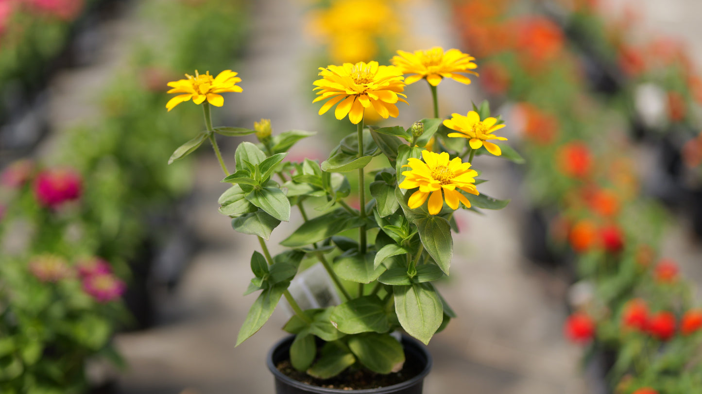 Zinnia Pollinator Favorites | Zesty - 1 Gallon