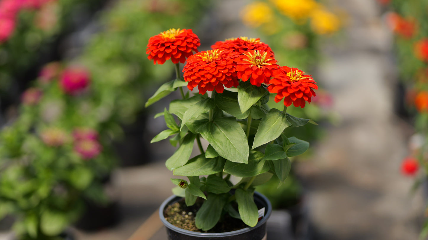 Zinnia Pollinator Favorites | Zesty - 1 Gallon