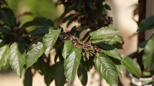Malus | Raspberry Spear Crabapple
