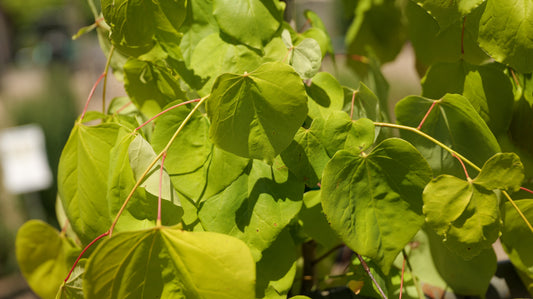 Cercis | Golden Falls Weeping Redbud - 7 Gallon