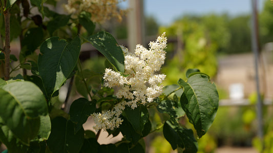Syringa | Ivory Silk Lilac - 15 Gallon