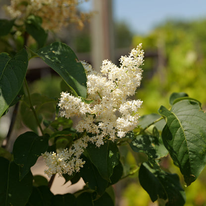 Syringa | Ivory Silk Lilac - 7 Gallon