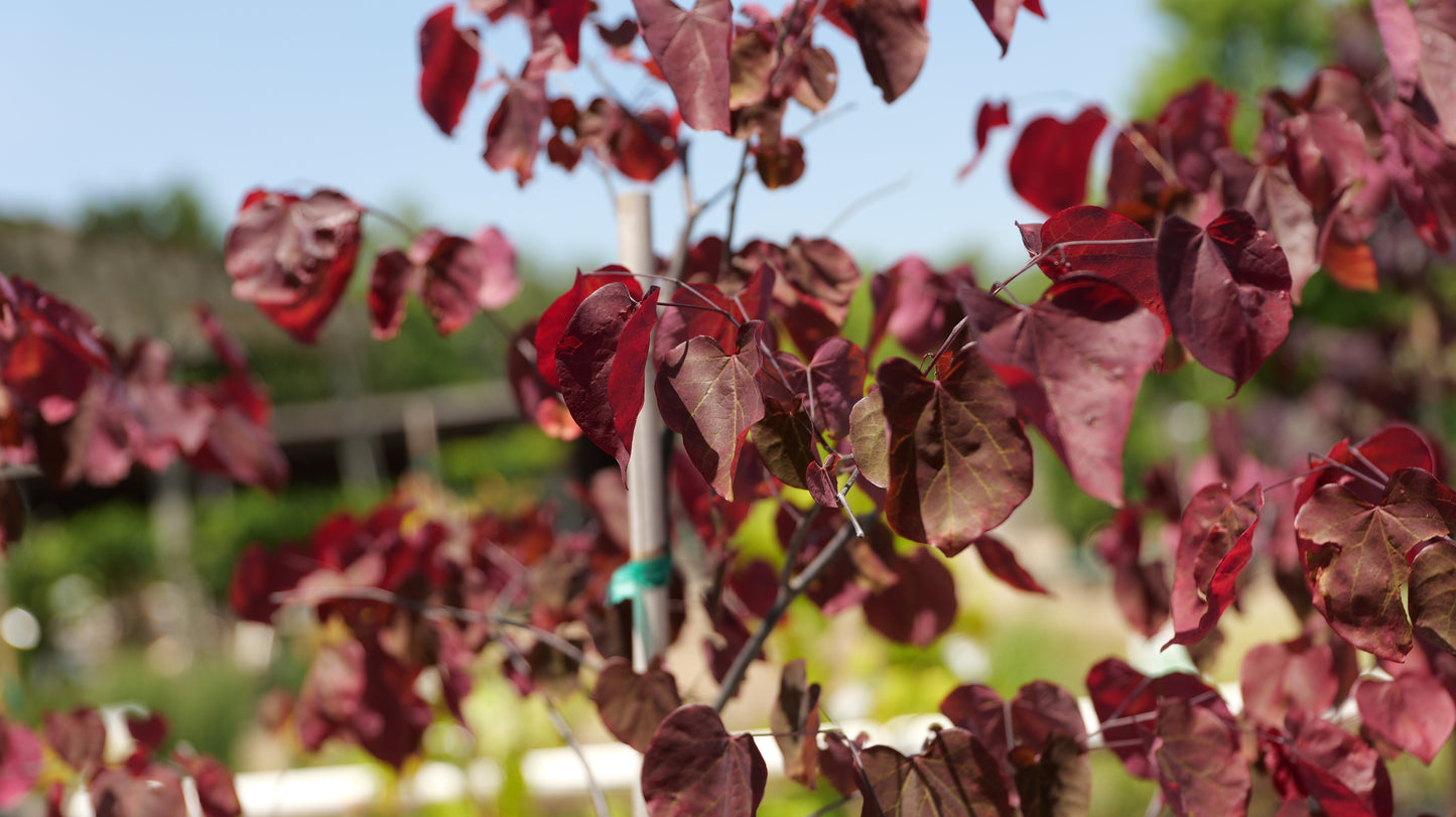 Cercis | Forest Pansy Redbud | Single-Stem - 7 Gallon