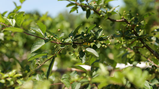 Malus | Sargent Crabapple
