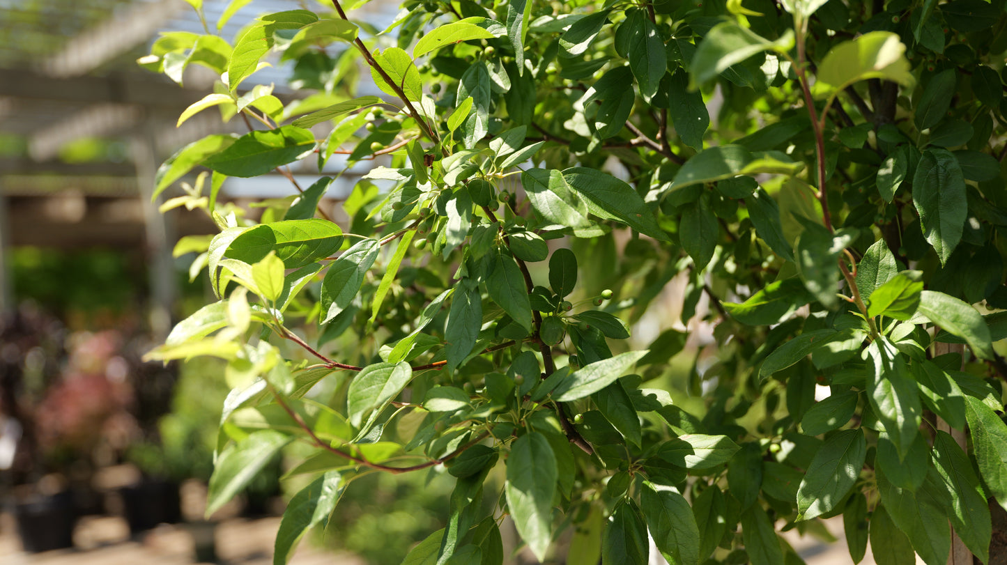 Malus | Lollipop Crabapple - 15 Gallon