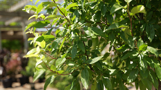 Malus | Lollipop Crabapple - 15 Gallon
