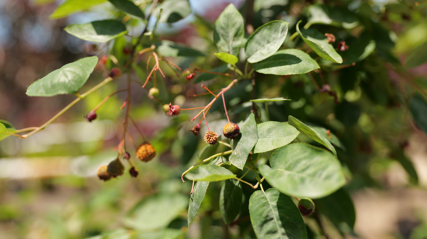 Amelanchier | Autumn Brilliance Serviceberry | Multi-Stem - 15 Gallon