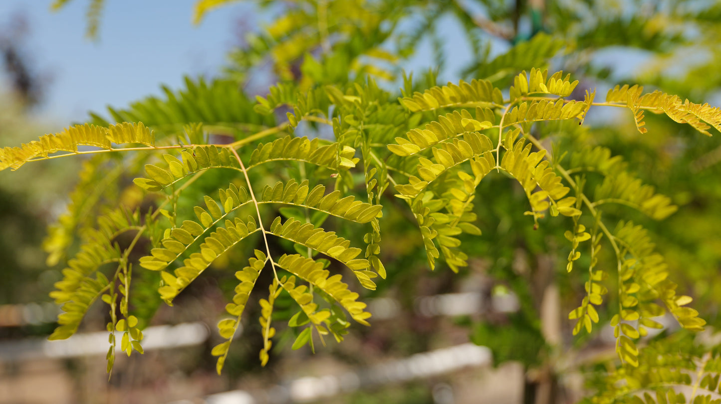 Gleditsia | Sunburst Honey Locust - 15 Gallon