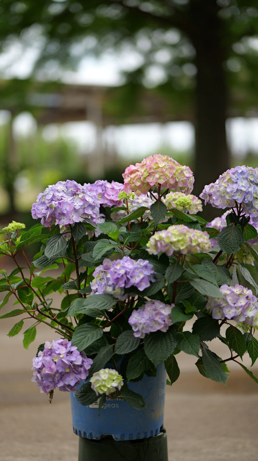 Hydrangea | BloomStruck Bigleaf Hydrangea - 3 Gallon