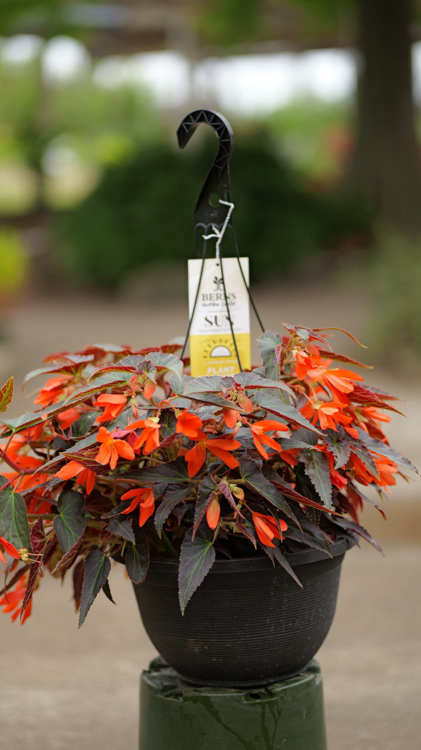 Begonia | Bossa Nova - Large Hanging Basket