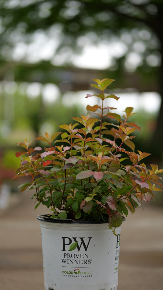 Weigela | Midnight Sun Weigela - 3 Gallon