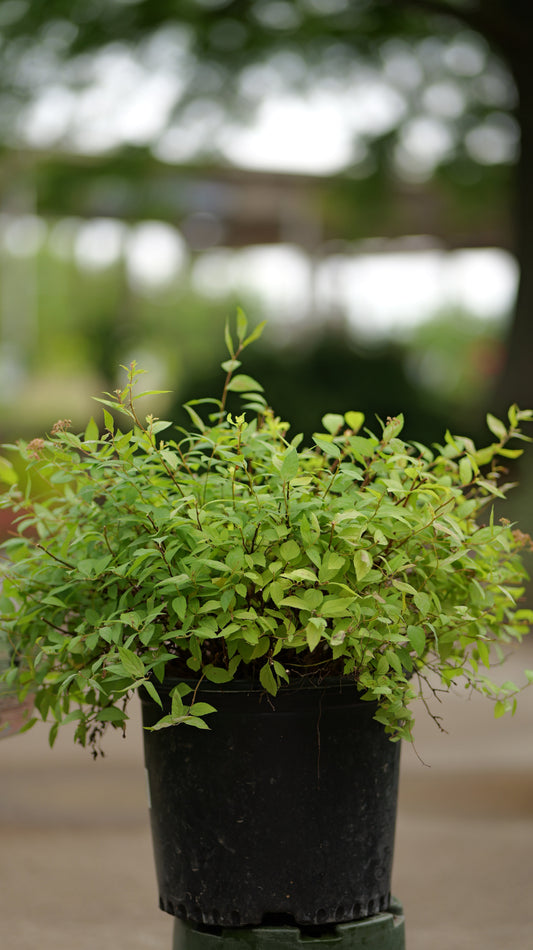 Spiraea | Goldmound Spirea - 3 Gallon