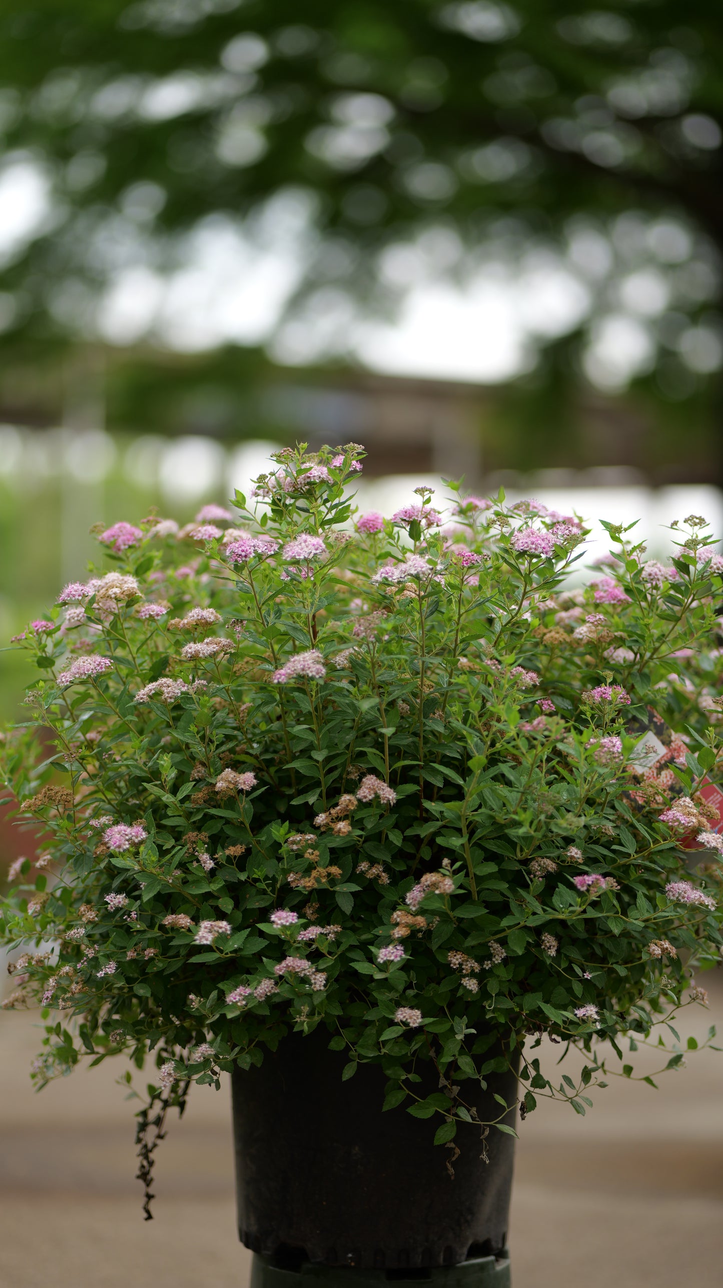 Spiraea | Little Princess Spirea