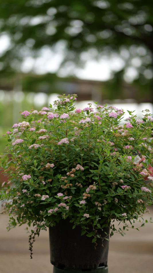 Spiraea | Little Princess Spirea - 3 Gallon
