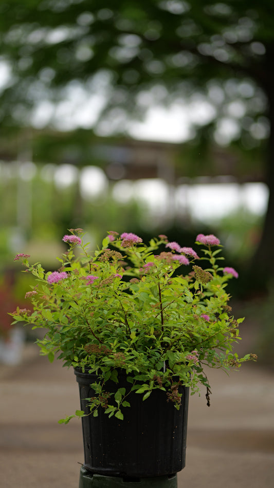 Spiraea | Dakota Goldcharm Spirea - 3 Gallon