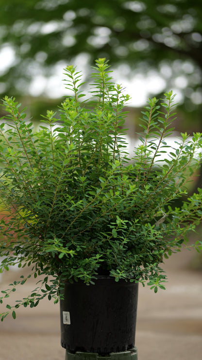 Spiraea | Snowmound Spirea