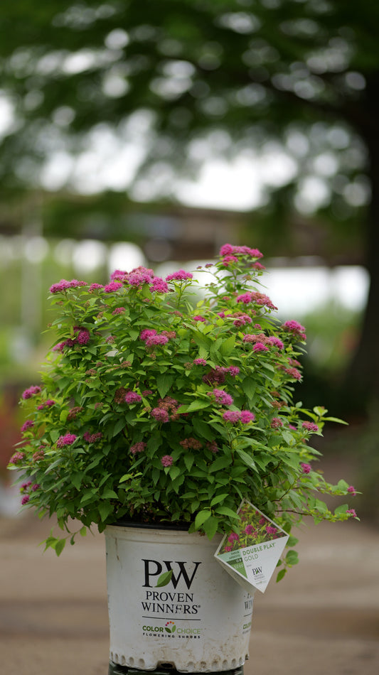 Spiraea | Double Play Gold Spirea - 3 Gallon