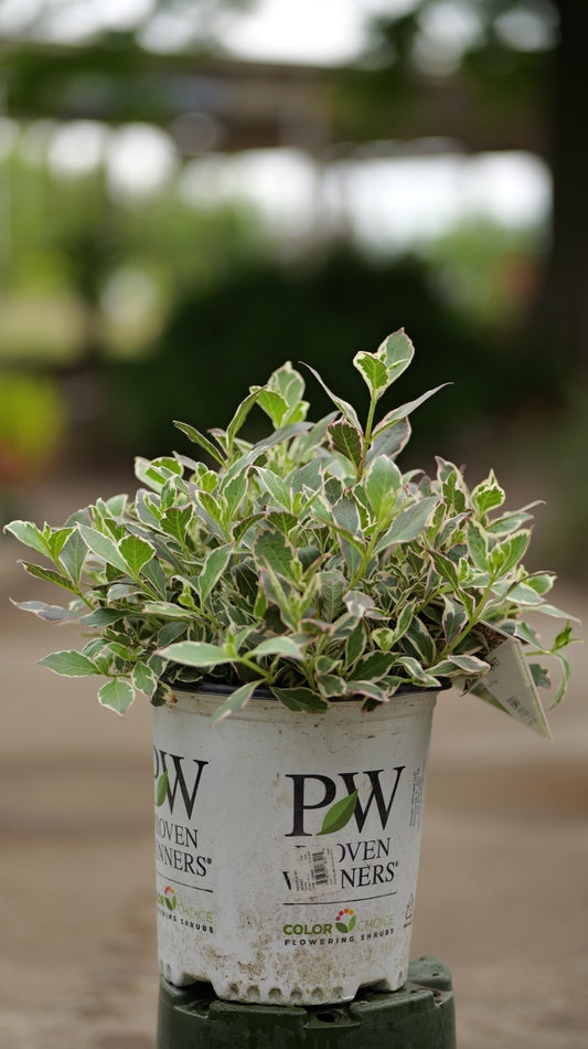 Weigela | My Monet Weigela