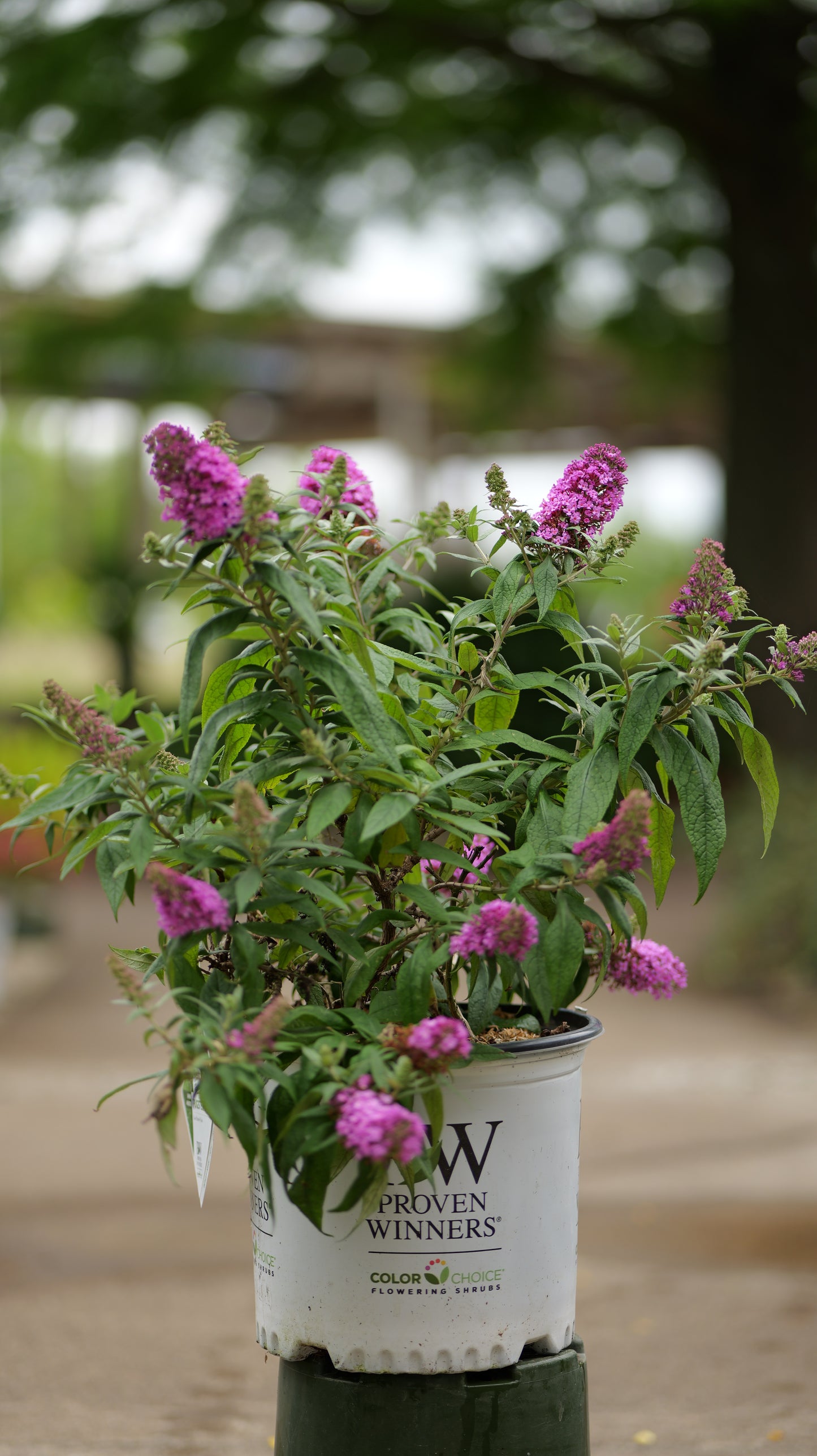 Buddleia | Pugster Butterfly Bush