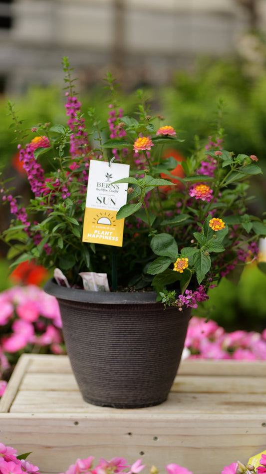 PatioHaven | Sunkissed Berry - Medium Patio Container