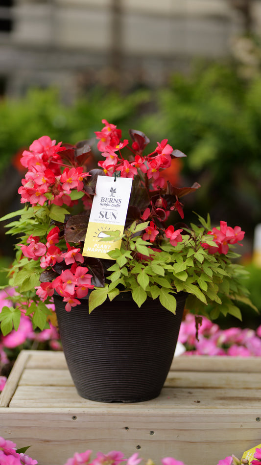 PatioHaven | Whopper Glow - Medium Patio Container