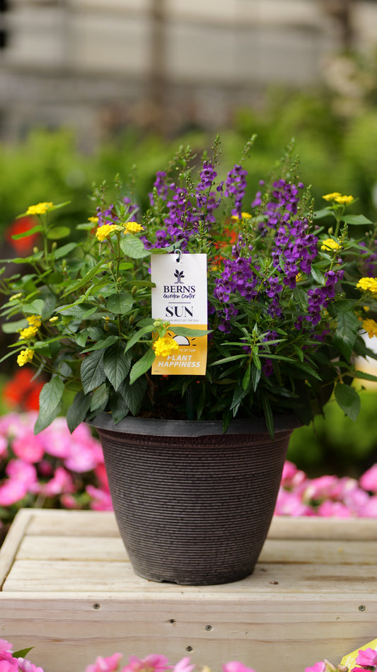 PatioHaven | Purple Blaze - Medium Patio Container