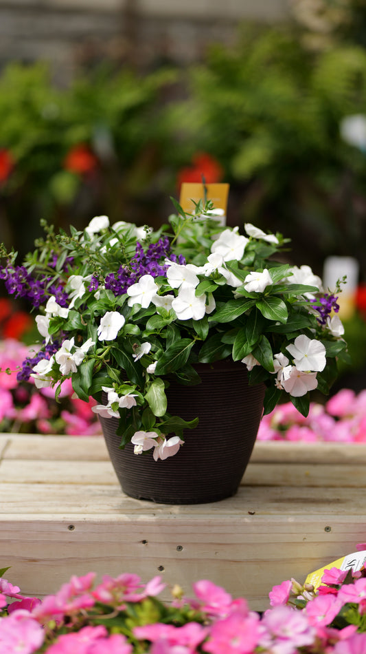 PatioHaven | Twilight Skies - Medium Patio Container