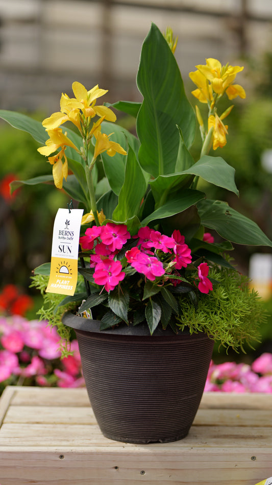 PatioHaven | Rose Sunburst - Large Patio Container