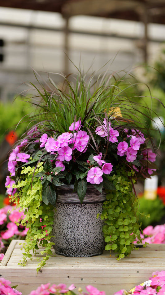 PatioHaven | Lavender Sunrise - Large Patio Container