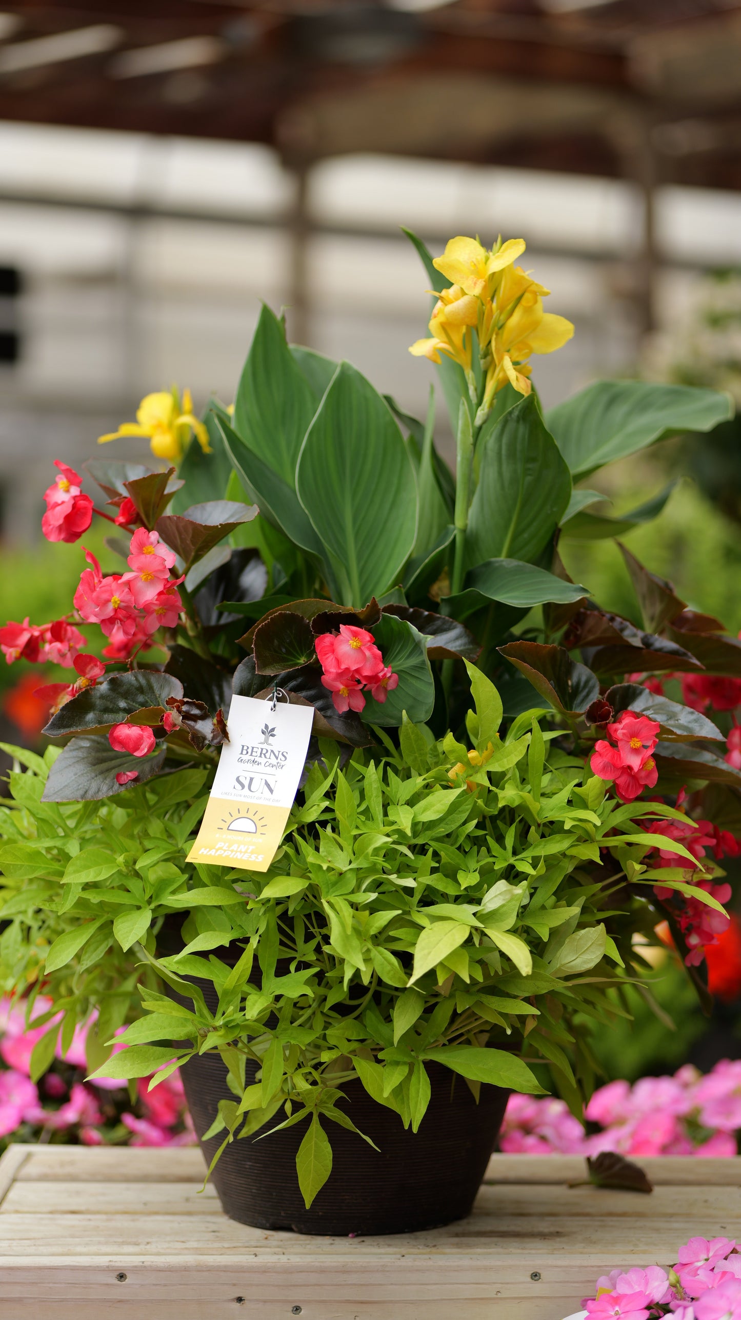 PatioHaven | Whopper Glow - Large Patio Container