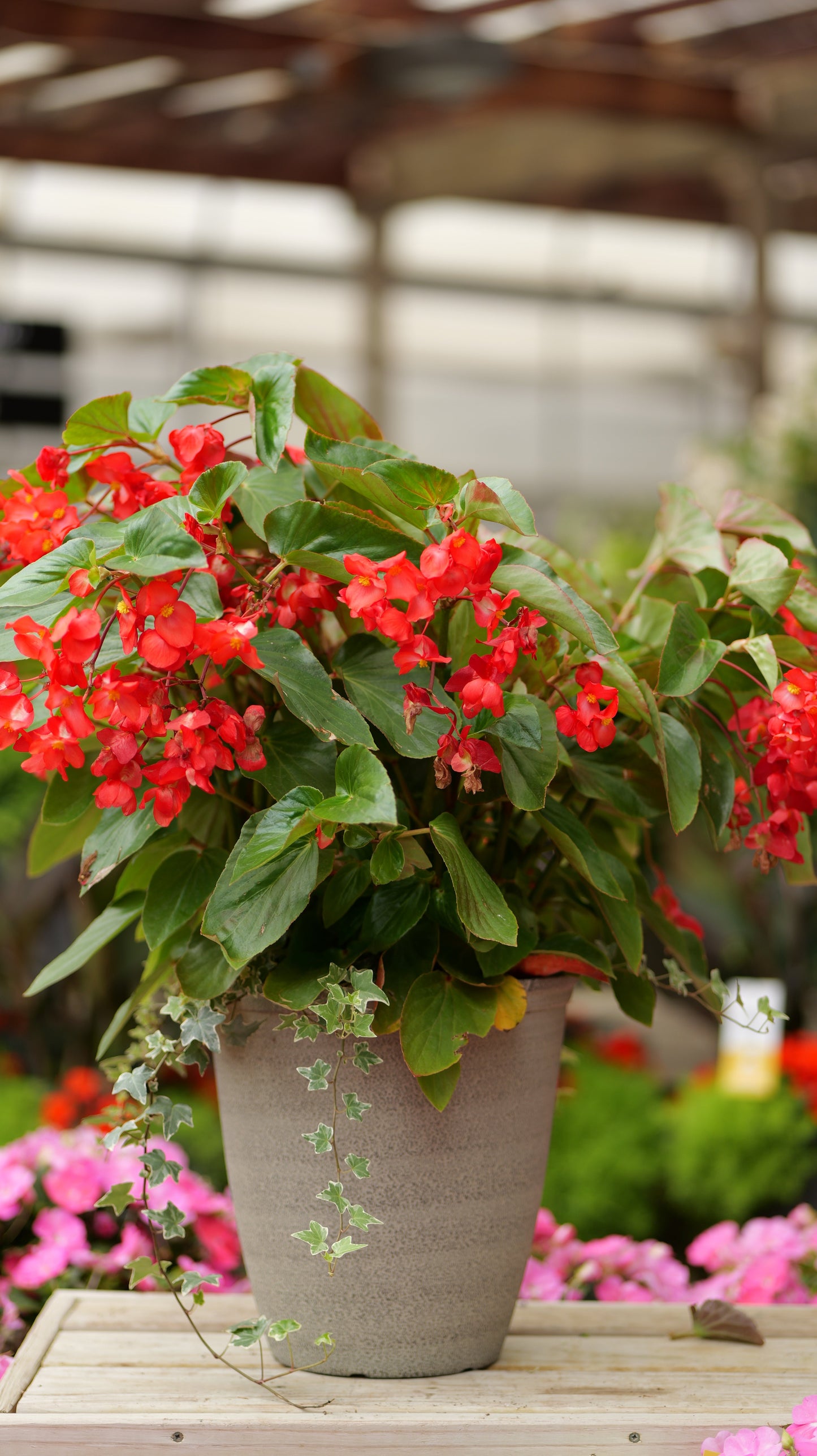 BloomMate Begonia | Red Green Leaf - Medium Patio Container