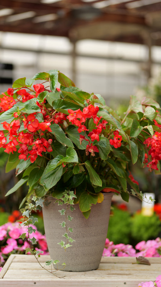 BloomMate Begonia | Red Green Leaf - Medium Patio Container