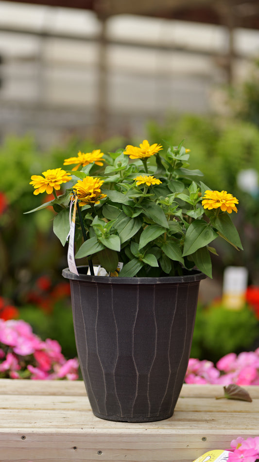 Zinnia | Zinnia Patio Pot