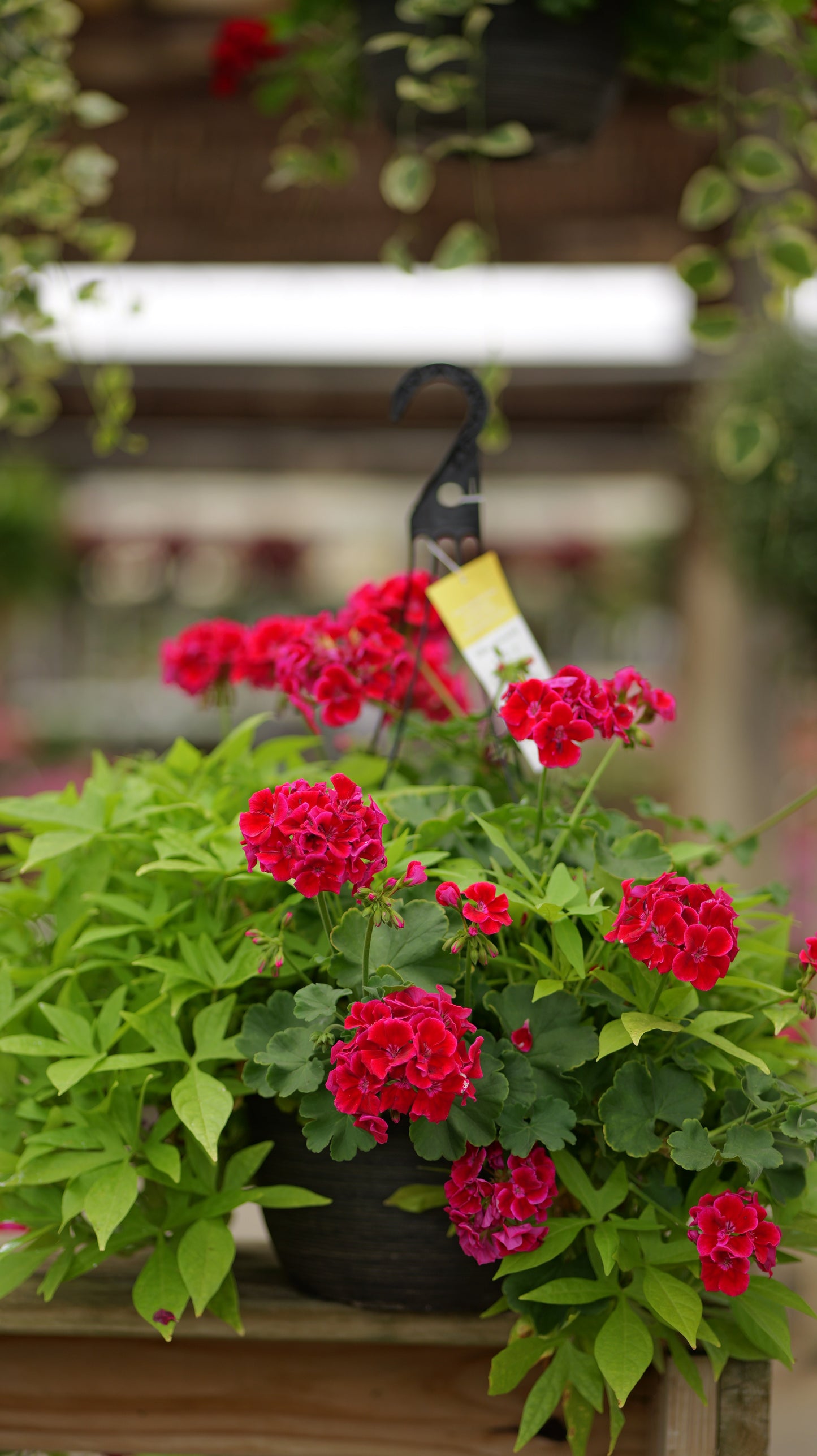 BloomMate Geranium | Mega Rose Splash - Large Hanging Basket
