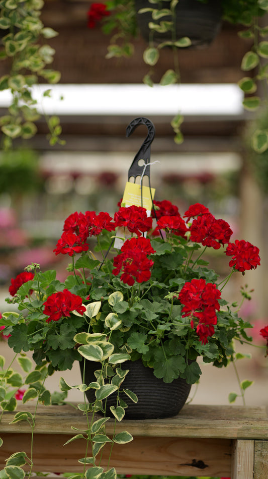 BloomMate Geranium | Dark Red - Large Hanging Basket