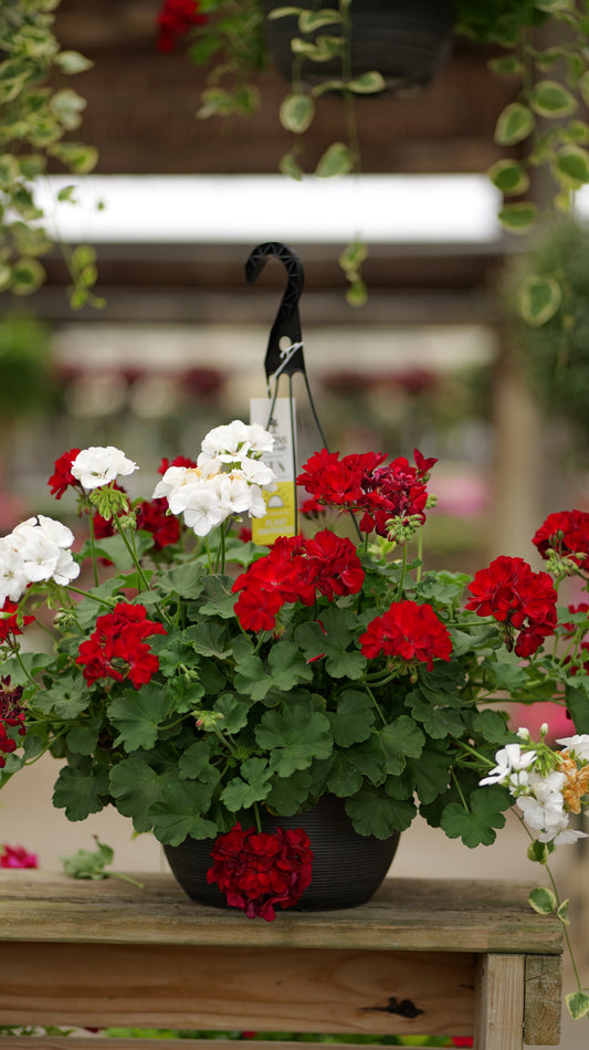 BloomMate Geranium | Dark Red & White - Large Hanging Basket