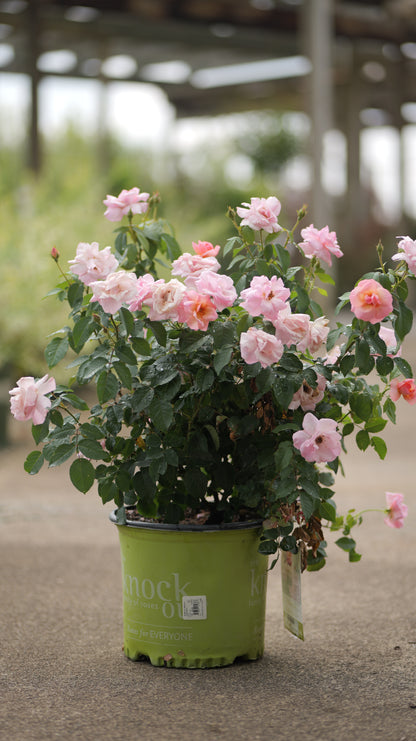 Rosa | Knock Out Rose