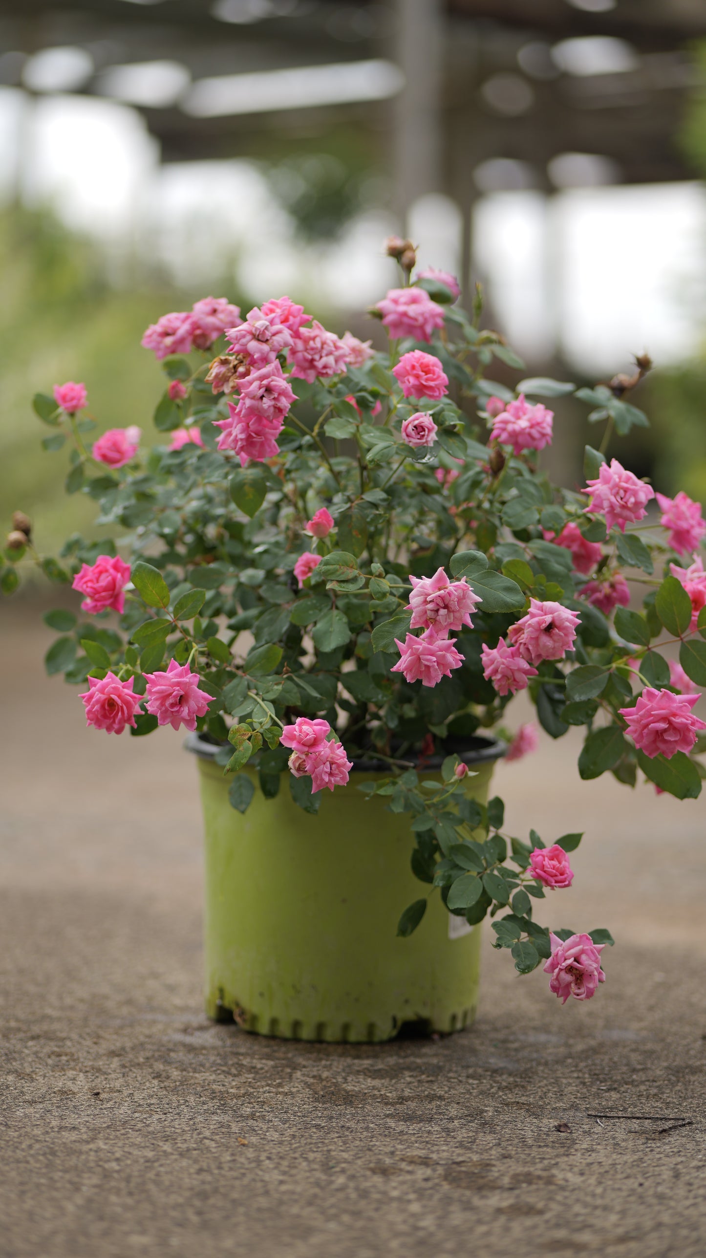 Rosa | Knock Out Rose