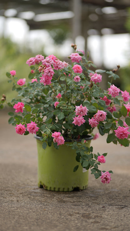 Rosa | Knock Out Rose